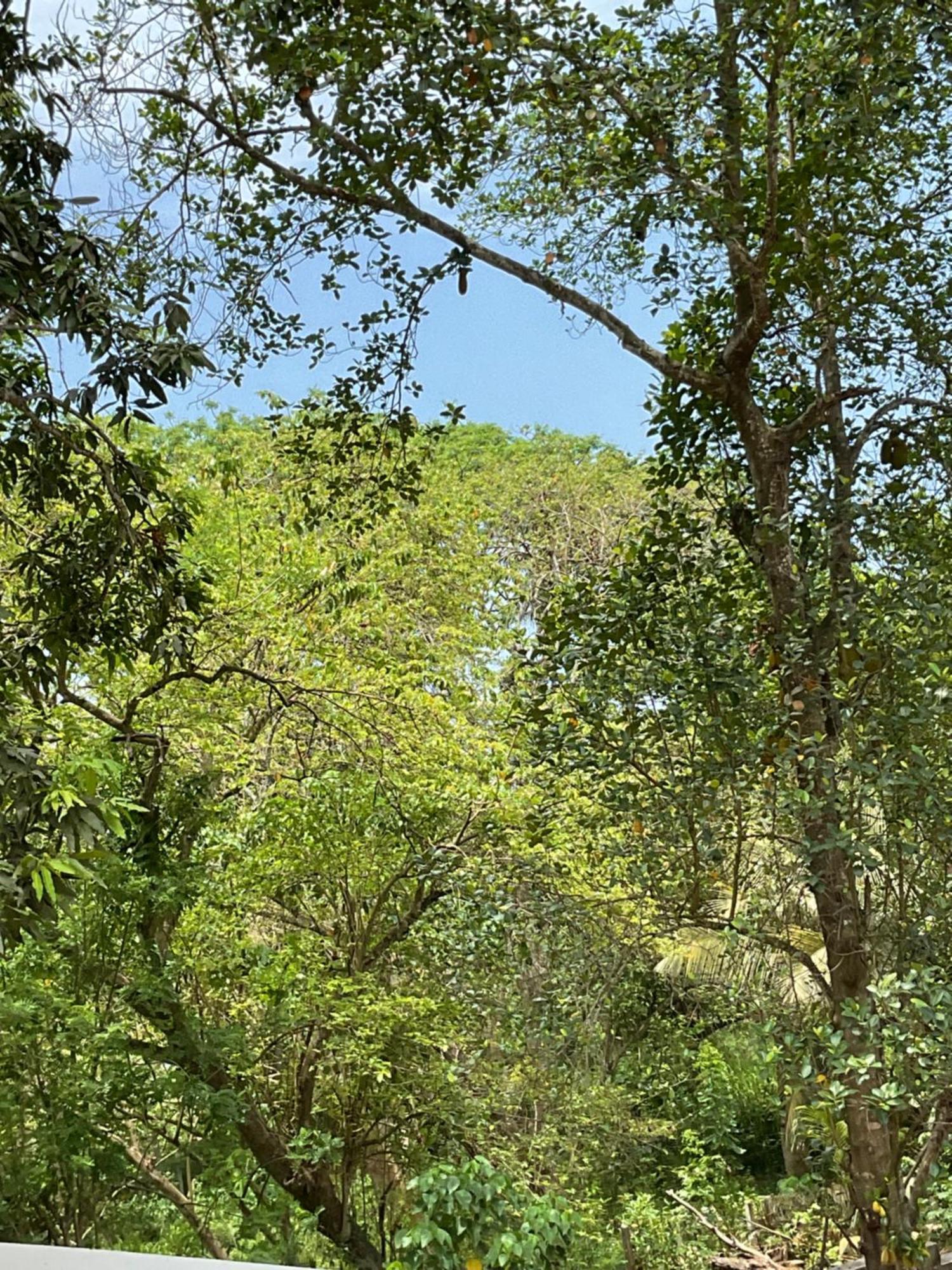 Rukaththana Unakuruwa * Tangalle