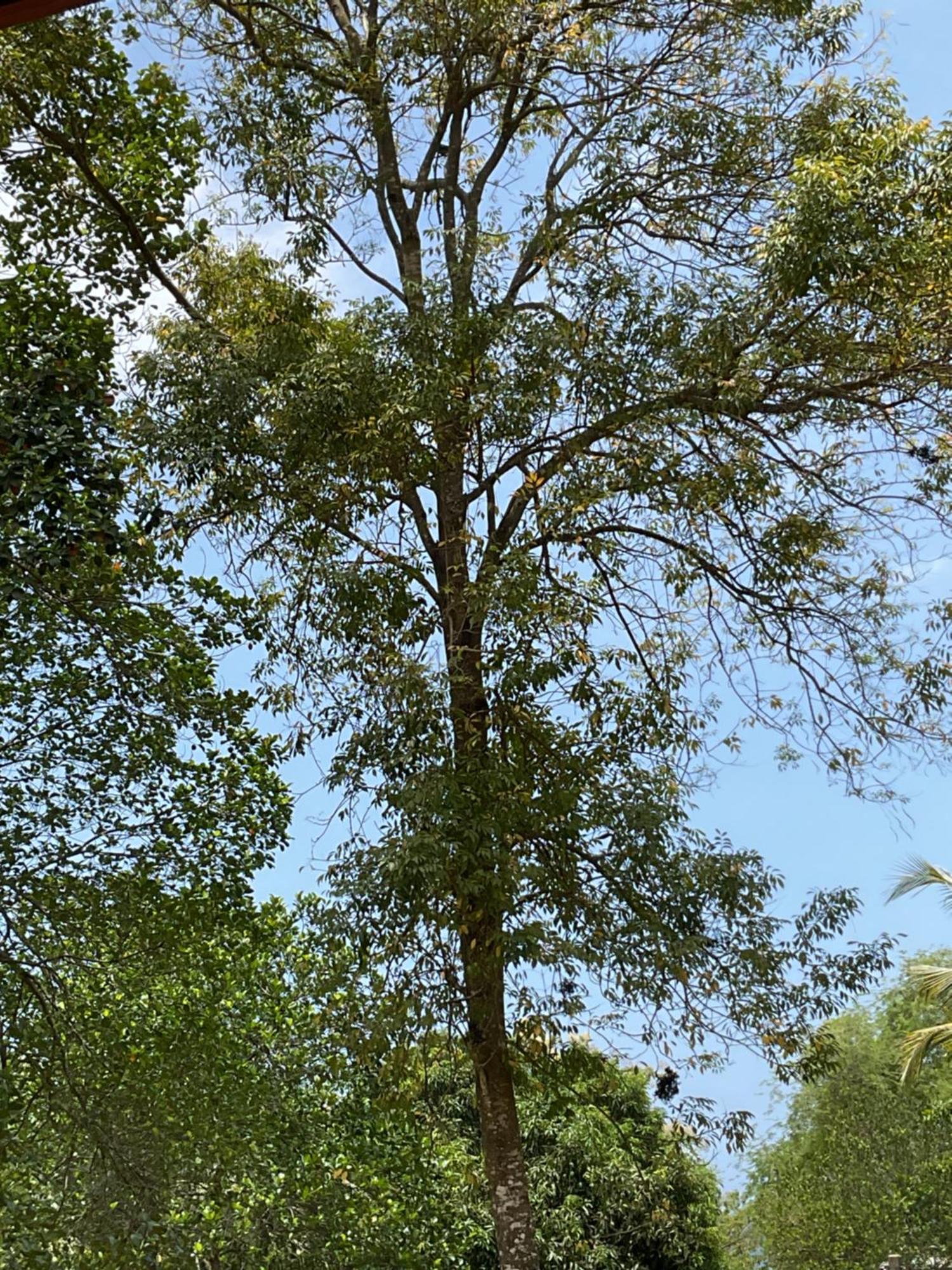 Rukaththana Unakuruwa Tangalle