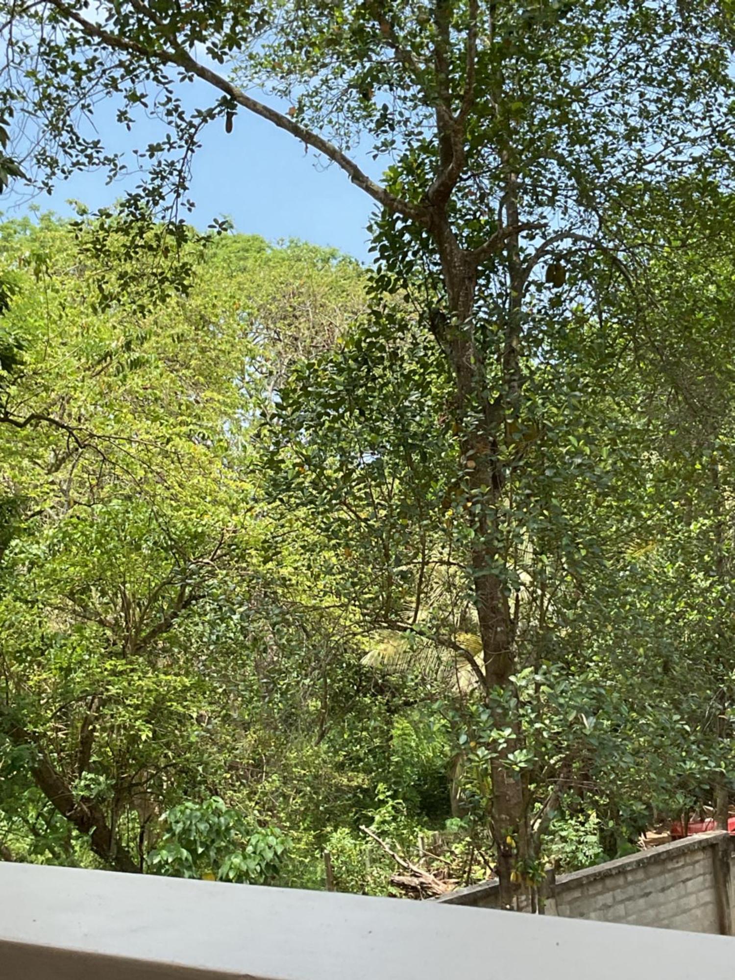 Rukaththana Unakuruwa *
