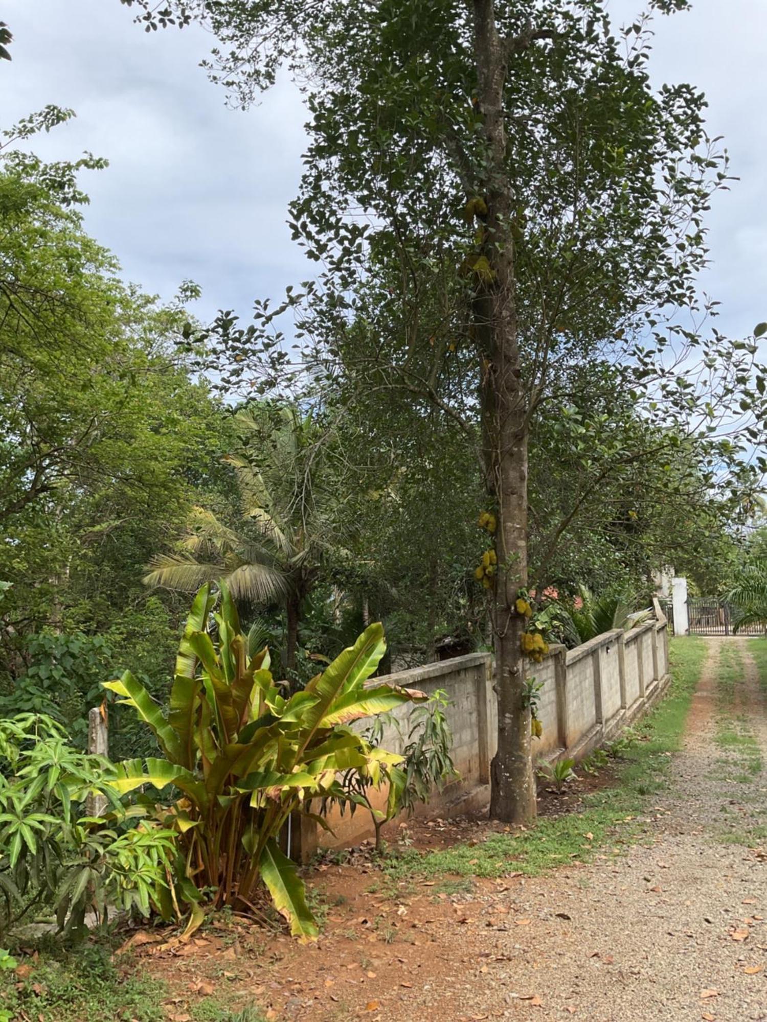 Rukaththana Unakuruwa * Tangalle