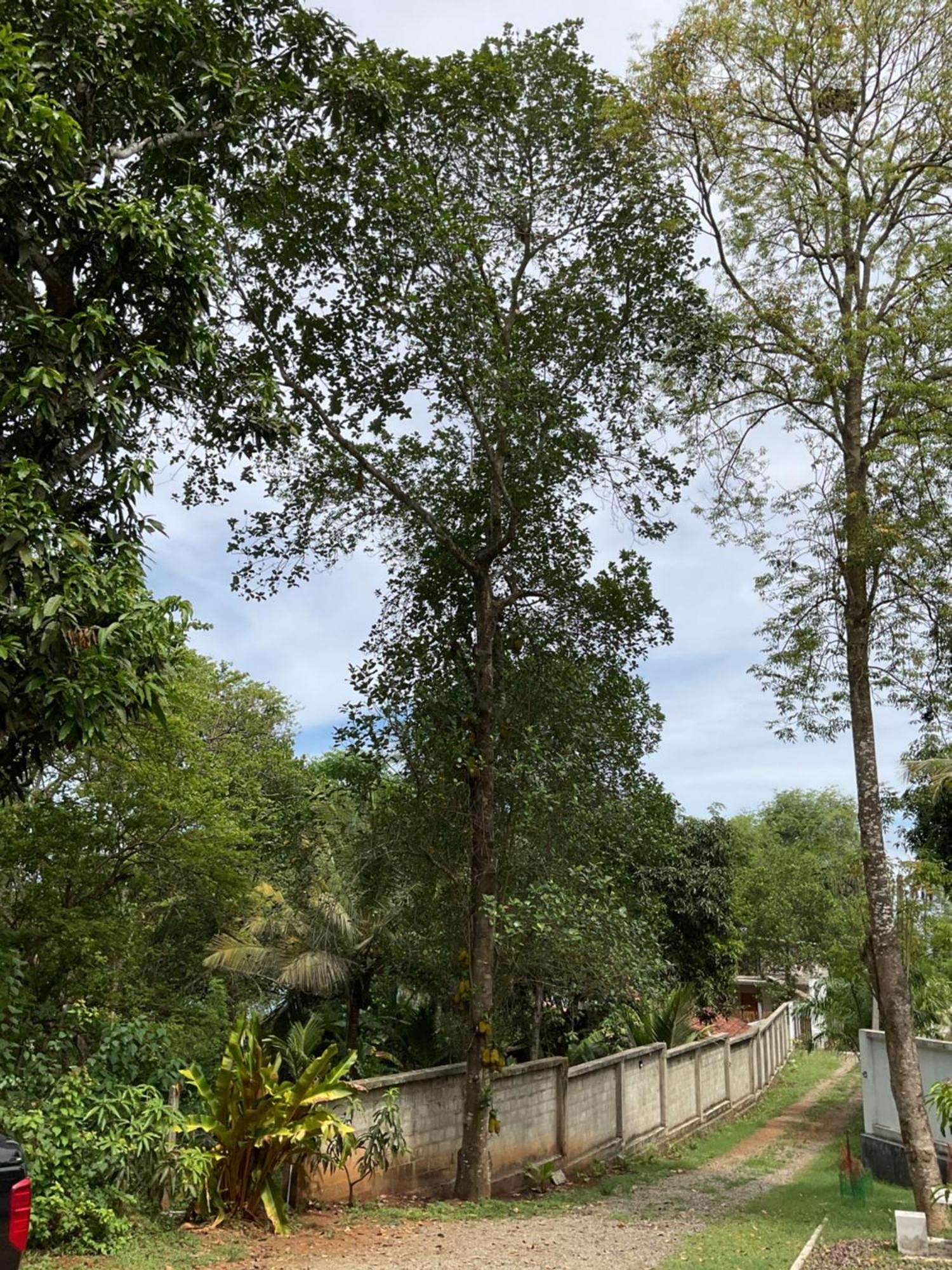 Rukaththana Unakuruwa